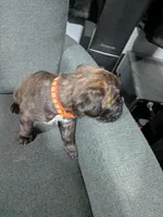 Orange collar , a male Boxer for sale in Johnson City, TN – 7 of 7