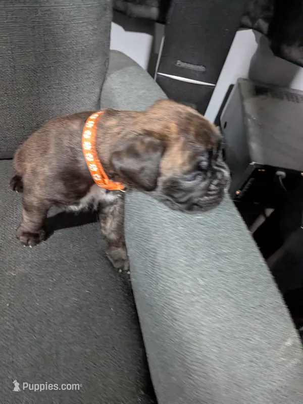 Orange collar  – Boxer puppy for sale in Johnson City, TN