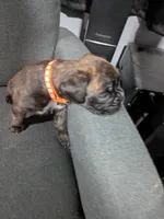 Orange collar , a male Boxer for sale in Johnson City, TN – 1 of 7