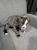 Light pink , a female Boxer for sale in Johnson City, TN – 4 of 5