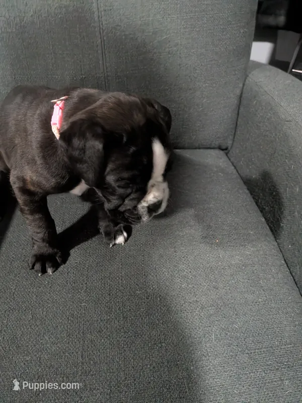 Light pink  – Boxer puppy for sale in Johnson City, TN