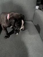 Light pink , a female Boxer for sale in Johnson City, TN – 1 of 5