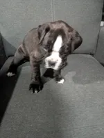 Light pink , a female Boxer for sale in Johnson City, TN – 2 of 5
