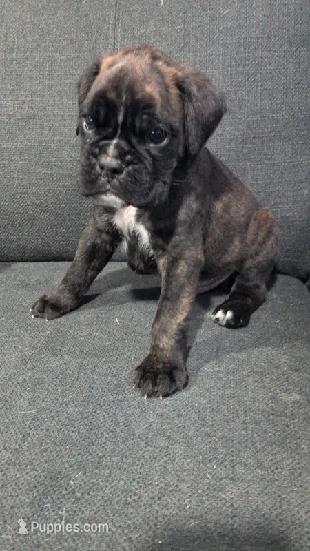 Orange collar  – Boxer puppy for sale in Johnson City, TN