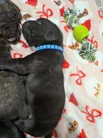 Blue Collar , a female Boxer for sale in Johnson City, TN – 4 of 7
