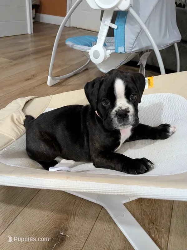 Light pink  – Boxer puppy for sale in Johnson City, TN