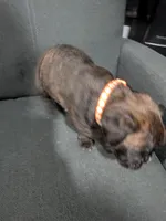 Orange collar , a male Boxer for sale in Johnson City, TN – 4 of 7