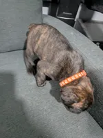 Orange collar , a male Boxer for sale in Johnson City, TN – 2 of 7