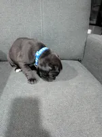 Blue Collar , a female Boxer for sale in Johnson City, TN – 3 of 7