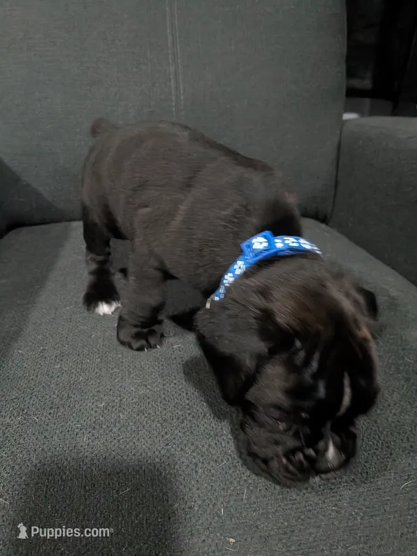 Blue Collar  – Boxer puppy for sale in Johnson City, TN