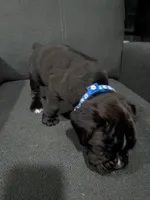 Blue Collar , a female Boxer for sale in Johnson City, TN – 1 of 7