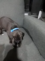 Blue Collar , a female Boxer for sale in Johnson City, TN – 2 of 7
