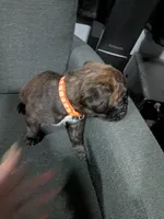 Orange collar , a male Boxer for sale in Johnson City, TN – 3 of 7