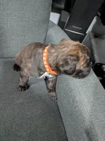 Orange collar , a male Boxer for sale in Johnson City, TN – 6 of 7