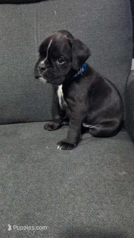 Blue Collar  – Boxer puppy for sale in Johnson City, TN