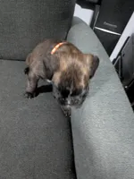 Orange collar , a male Boxer for sale in Johnson City, TN – 5 of 7