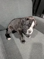 Light pink , a female Boxer for sale in Johnson City, TN – 5 of 5