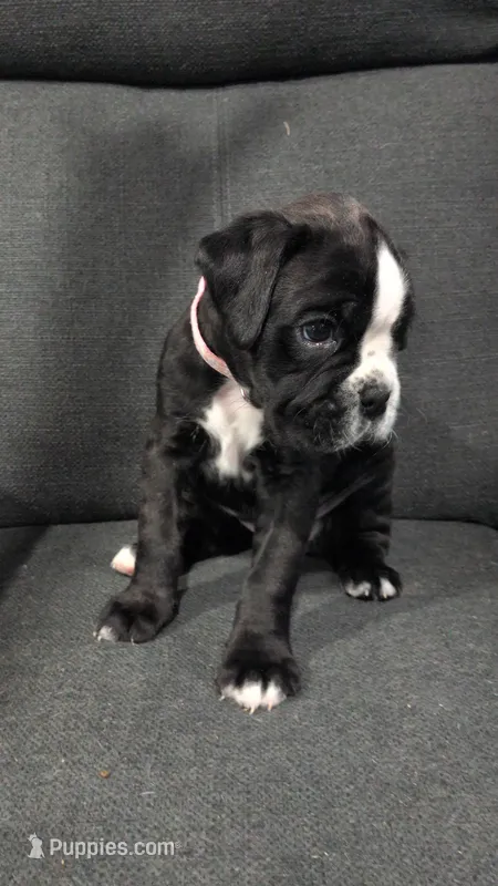 Light pink  – Boxer puppy for sale in Johnson City, TN