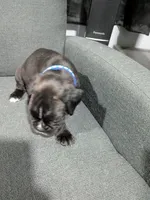Blue Collar , a female Boxer for sale in Johnson City, TN – 5 of 7