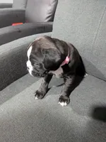 Light pink , a female Boxer for sale in Johnson City, TN – 3 of 5