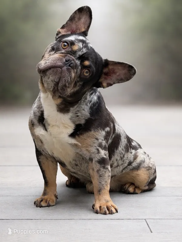 Maximus  – French Bulldog puppy for sale in Plano, TX
