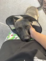 Honey , a female Belgian Malinois for sale in Las Vegas, NV – 5 of 7