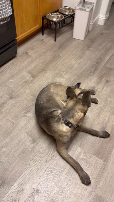 Honey , a female Belgian Malinois for sale in Las Vegas, NV – 6 of 7