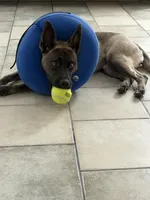 Honey , a female Belgian Malinois for sale in Las Vegas, NV – 1 of 7