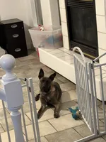 Honey , a female Belgian Malinois for sale in Las Vegas, NV – 3 of 7