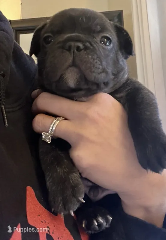 Bear  – French Bulldog puppy for sale in Pollock Pines, CA