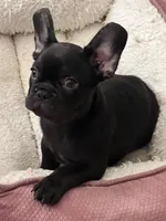 Teddy, a male French Bulldog for sale in Pollock Pines, CA – 1 of 6