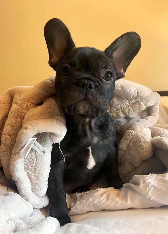 Bear – French Bulldog puppy for sale in Pollock Pines, CA