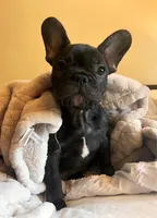Bear, a male French Bulldog for sale in Pollock Pines, CA – 1 of 1