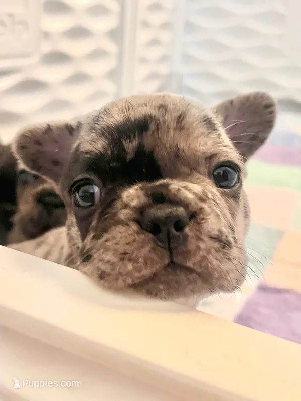 Dotty – French Bulldog puppy for sale in Pollock Pines, CA