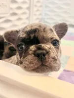 Dotty, a female French Bulldog for sale in Pollock Pines, CA – 1 of 3