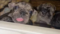 Sunshine , a female French Bulldog for sale in Pollock Pines, CA – 5 of 5