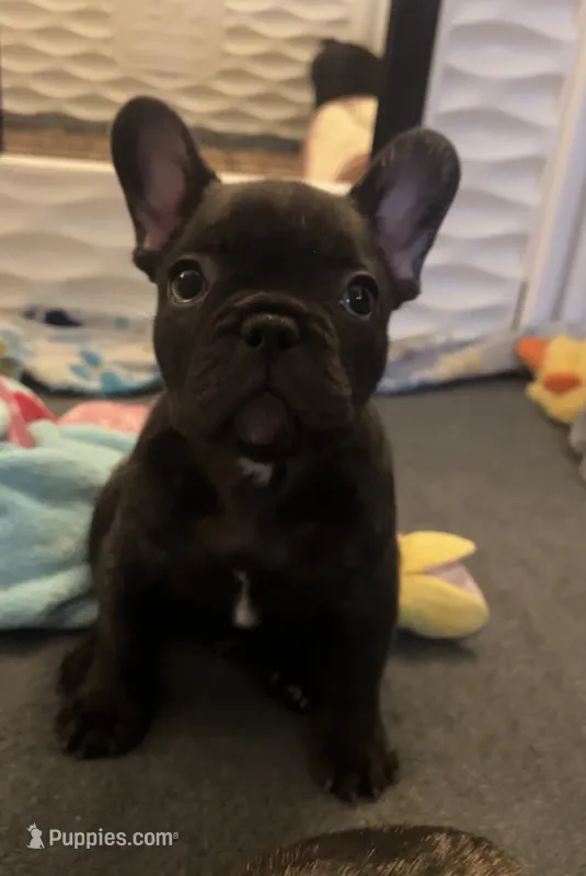 Bear  – French Bulldog puppy for sale in Pollock Pines, CA
