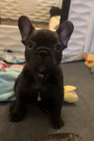 Bear , a male French Bulldog for sale in Pollock Pines, CA – 1 of 6