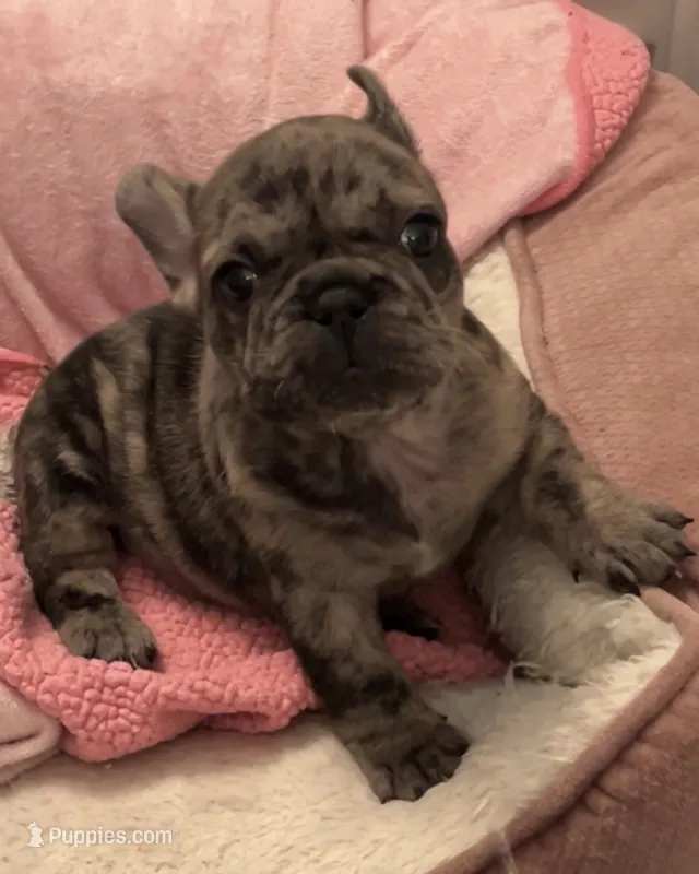 Sunshine  – French Bulldog puppy for sale in Pollock Pines, CA