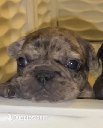 Sunshine  – French Bulldog puppy for sale in Pollock Pines, CA
