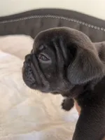 Teddy, a male French Bulldog for sale in Pollock Pines, CA – 3 of 3