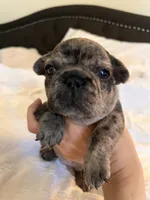 Sunshine , a female French Bulldog for sale in Pollock Pines, CA – 2 of 5