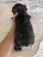 Bear , a male French Bulldog for sale in Pollock Pines, CA – 3 of 3