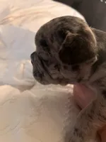Dotty, a female French Bulldog for sale in Pollock Pines, CA – 2 of 3
