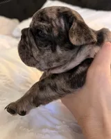 Sunshine , a female French Bulldog for sale in Pollock Pines, CA – 3 of 5