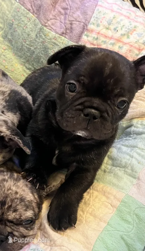 Bear  – French Bulldog puppy for sale in Pollock Pines, CA