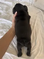 Teddy, a male French Bulldog for sale in Pollock Pines, CA – 2 of 3