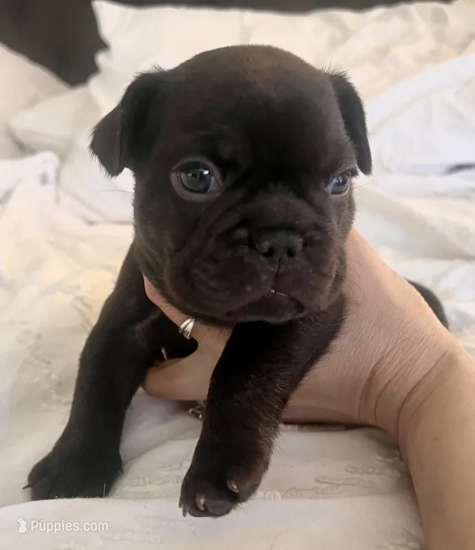Teddy – French Bulldog puppy for sale in Pollock Pines, CA