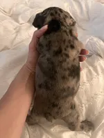 Dotty, a female French Bulldog for sale in Pollock Pines, CA – 3 of 3