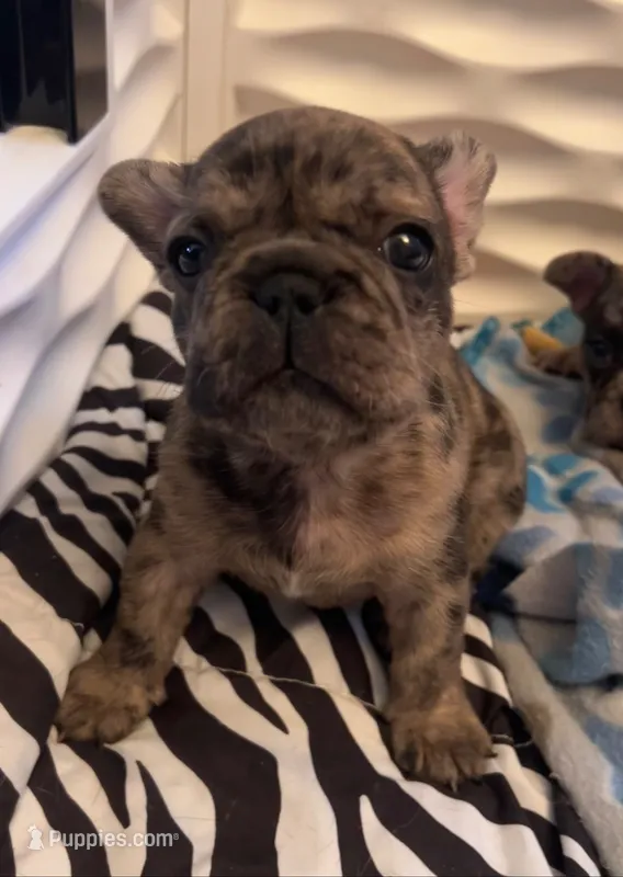 Sunshine  – French Bulldog puppy for sale in Pollock Pines, CA